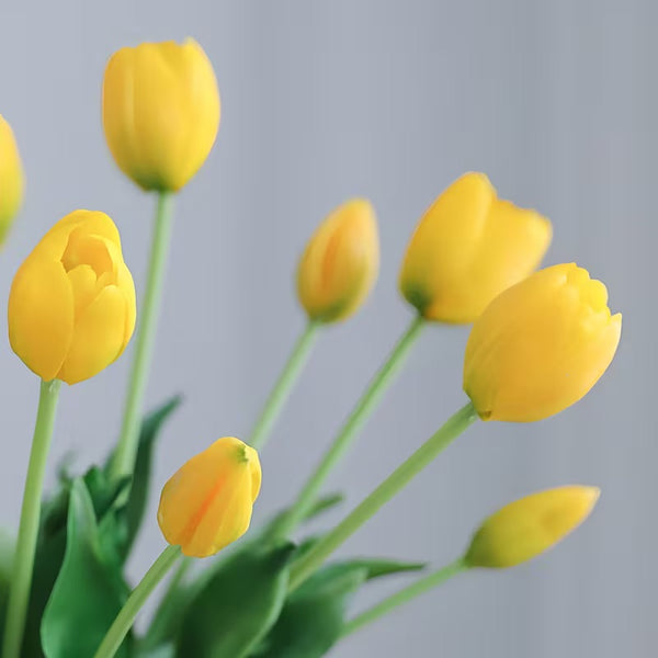 Tulip Stems x 5 - Yellow