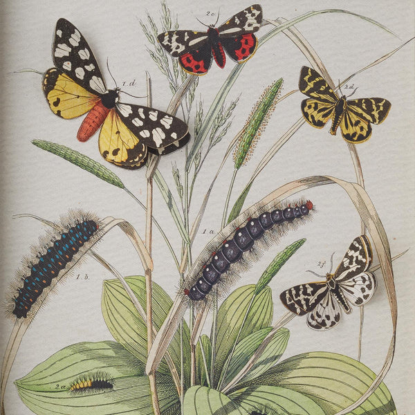 Butterfly Wall Art with 3D effect