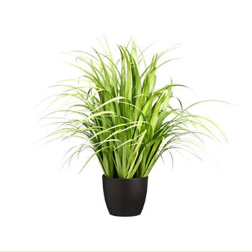 Reed Grass in Pot