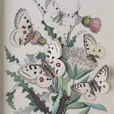 Butterfly Wall Art with 3D effect